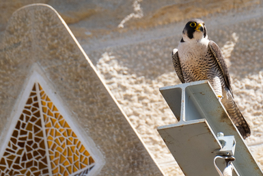 Se puede seguir en directo el nido de halcón peregrino de la Sagrada Familia