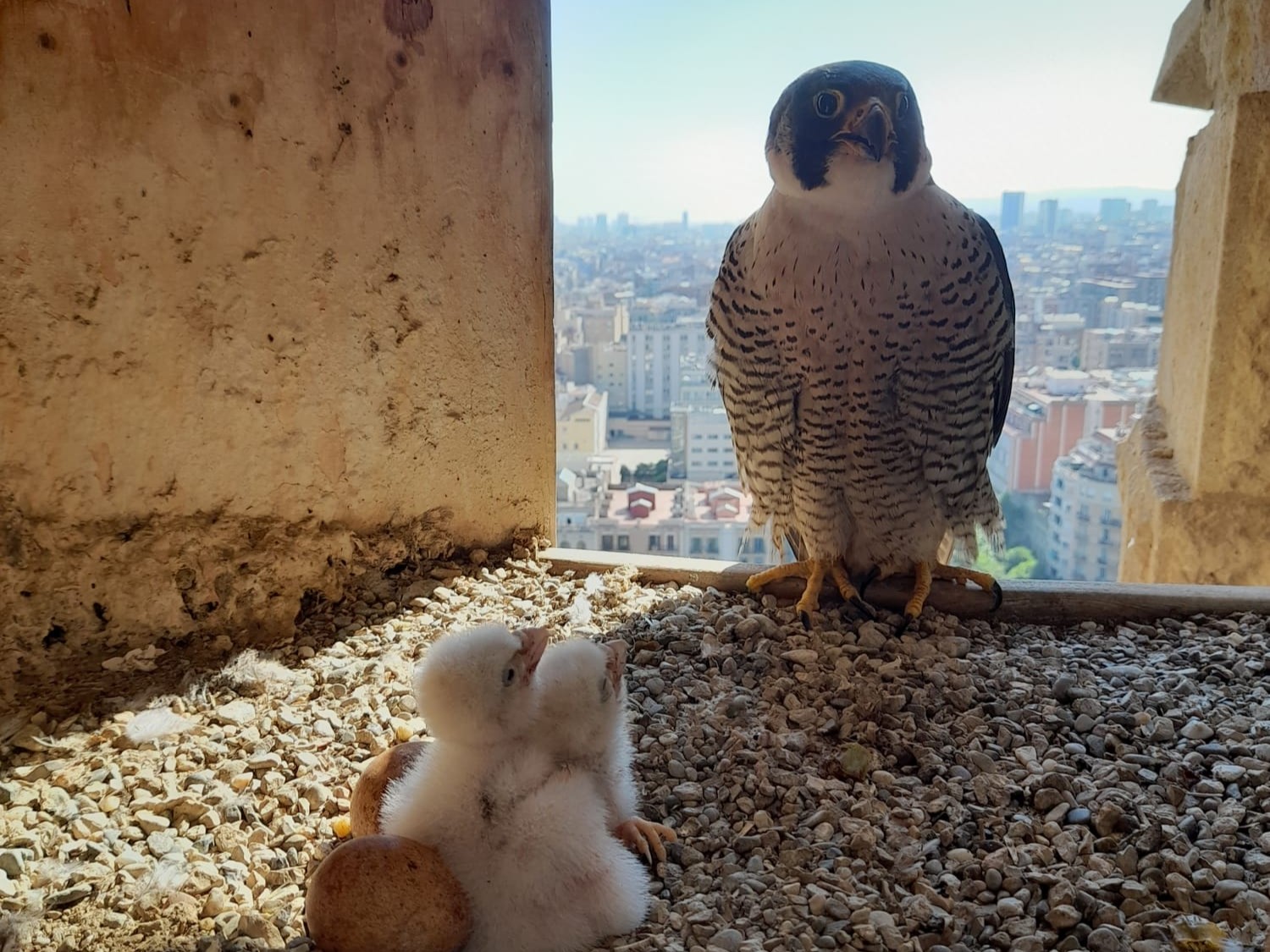 Se puede ver en directo el nido de halcón peregrino de la Sagrada Familia