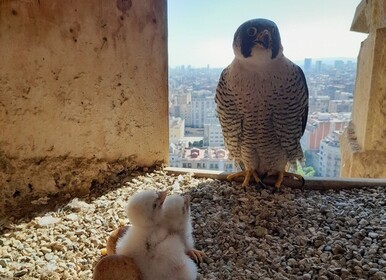 Se puede ver en directo el nido de halcón peregrino de la Sagrada Familia